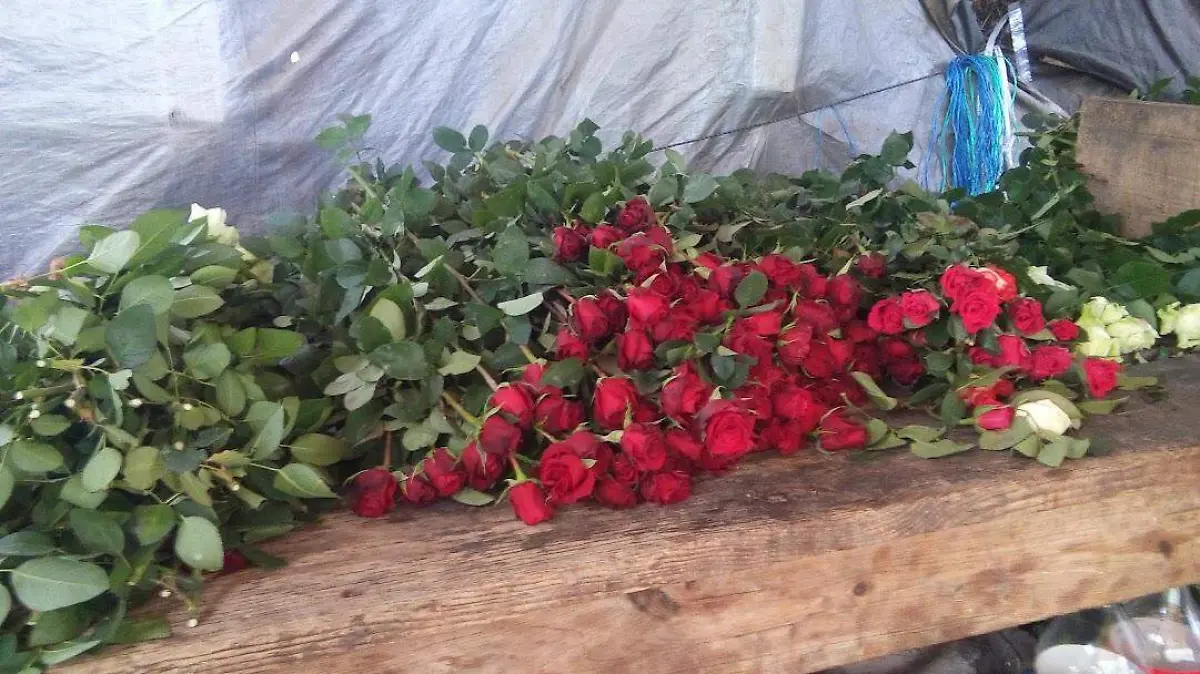 Heladas y bajas temperaturas comenzaron a da_ar cultivos de rosas en San Juan del R_o.